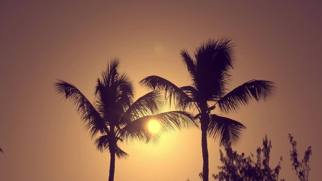 Sun light through coconut palm trees on sunset, tropical destination
