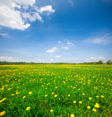 Obraz premium Yellow flowers hill under blue cloudy sky