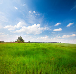 A field of blooming flax