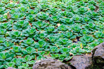 Lush green pistia plants covering the entire water surface of a small pond with granite stone banks