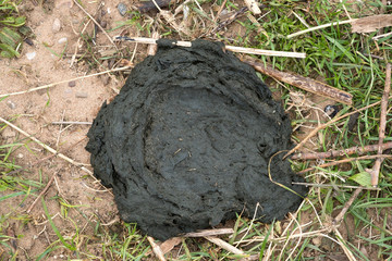 Freshly laid cowpat
