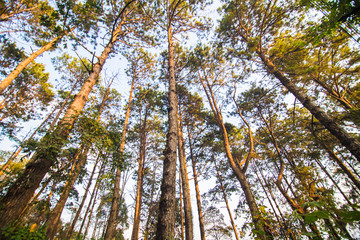 Tropical teak forest uprisen view