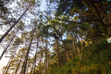 Tropical teak forest uprisen view