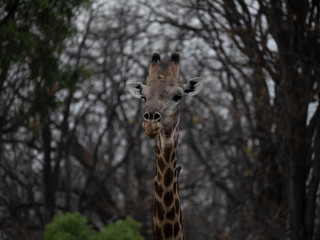 Giraffe