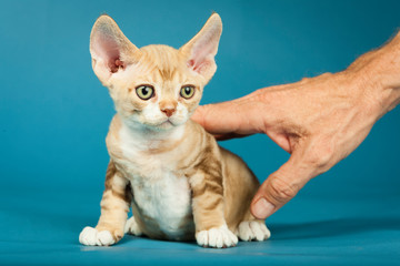 kitten being petted