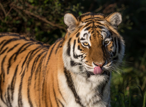 Beautiful Tiger with Pink Tongue in Afternoon Light