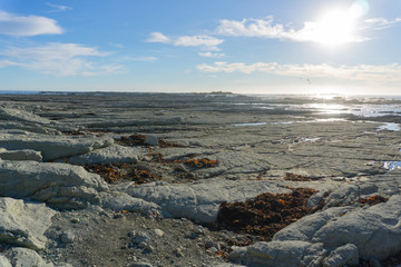 Wide flat mud-rock ledge at sunrise with fur seal