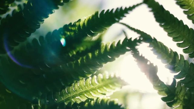 Green fern leaves