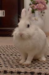 Obraz premium Coniglio bianco