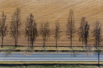 Road among trees.	