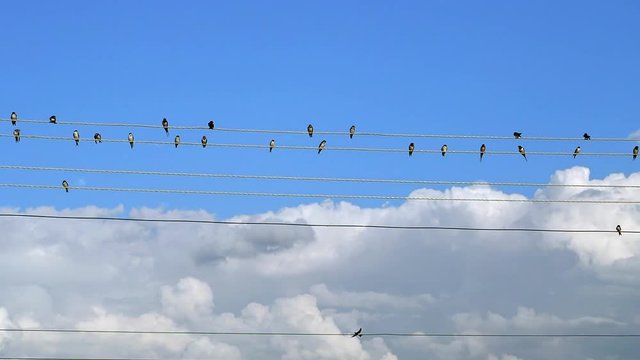 Birds sitting on wires and chirping    Summer day birds sitting on the wires, chirp, and preen their wings