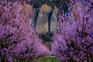 Arbres de p&ecirc;che en fleurs, vue sur les rochers du village Les M&eacute;es, nomm&eacute;es "p&eacute;nitents". Coucher de soleil. Provence, France.