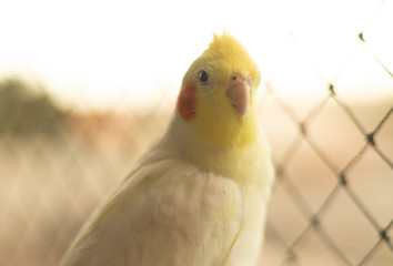 my pet