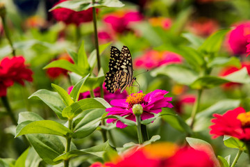 Butterfly caught red flowers in nature background