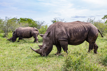 white rhino / rhinoceros in an open field in South Africa