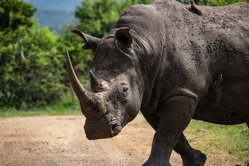 Obraz premium white rhino / rhinoceros in an open field in South Africa