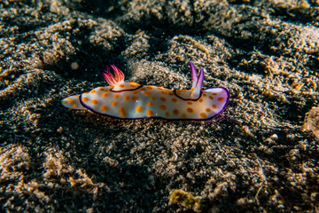 Sea slug in the Red Sea Colorful and beautiful, Eilat Israel