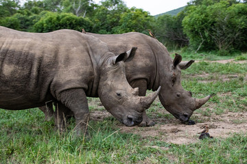 Naklejka premium white rhino / rhinoceros in an open field in South Africa