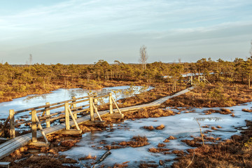 Nature of Latvia, Great Kemeri Swamp: Panoramic autumn landscape with wooden path over the swamp at sunset. Fall nature background