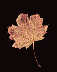 Dry stylized maple leaf on a black background