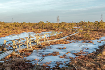 Fototapeta premium Landscape of Kemeri Great swamp with moorland flora at winter peat bog and its reflection in swamp frozen lakes