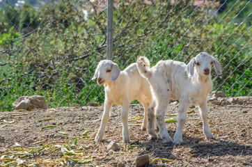 close up of two young goats at nature