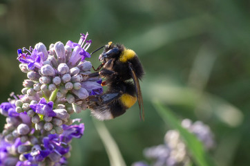 a close up view of a bumblebee on a purple flower at spring
