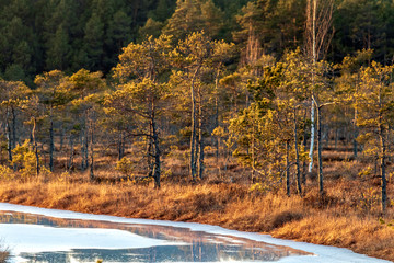 Landscape of Kemeri Great swamp with moorland flora at winter peat bog and its reflection in swamp frozen lakes