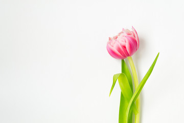 One pink tulip flower on a white background.