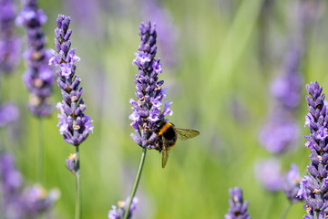 A bee on a lavender flower, on a warm summers day