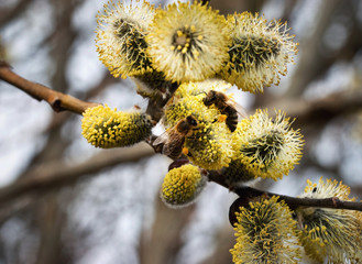 two bee on yellow blooming willow