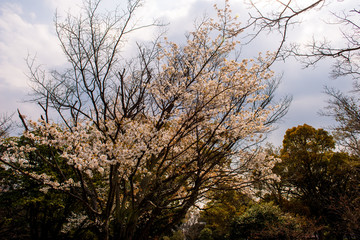 Fototapeta premium 南立石の山桜
