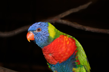 beautiful lori parrot