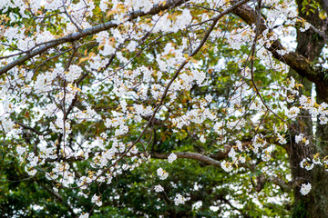 Fototapeta premium 南立石の山桜