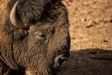 Large Male american buffalo portrait