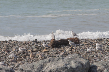 a gull on the stones near the Sea. gulls sitting on a stone pier on the seashore