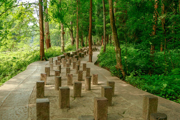 stepping stone meditation on a forested path