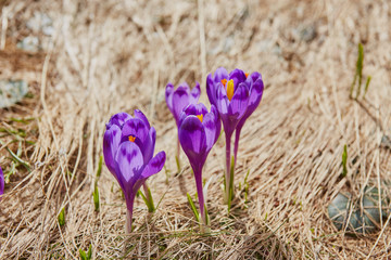 Group of crocus flower