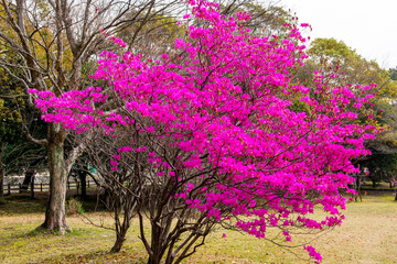 Fototapeta premium ミツバツツジ