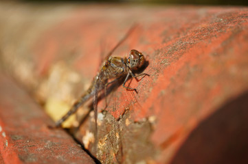 Insekt - Libelle "Gemeine Heidelibelle"