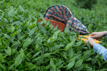 the woman cut the tea leaf in the field from Rize.