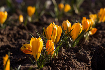 Flowering yellow crocuses on a Sunny day in the spring. Gentle spring flowers in the sun,...