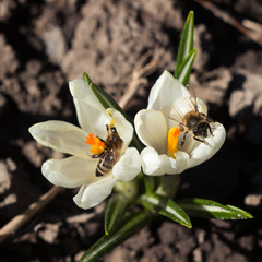 Bee pollinating the early spring flowers - white crocus. Two crocuses with a pair worker honey bees feeding on nectar, macro