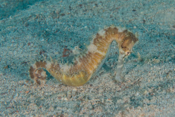 Sea ​​horse in the Red Sea Colorful and beautiful, Eilat Israel