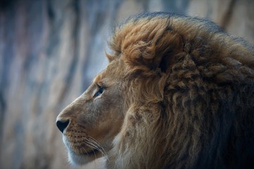 Löwen Blick Lion Looks 