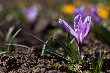 Beautiful lilac crocuses bloom in the garden, in the background yellow and white crocuses. Spring flowers background
