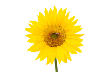 Sunflower with bee background at backyard