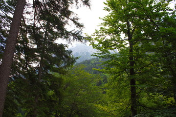 Fototapeta premium Alps in summer