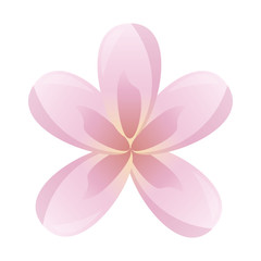 frangipani flower decoration
