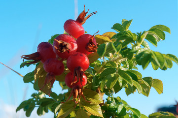 Rosehip bush. The red berries of wild rose hips. Medicinal berries. Rosa canina. Wild rose. Hip...